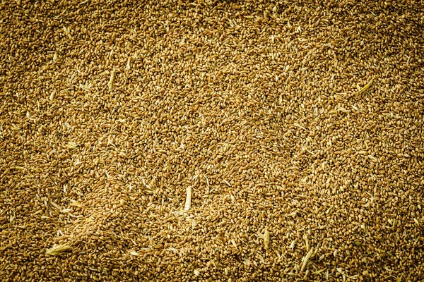 Heap Whole Grain Wheat Kernels — Stock Photo, Image