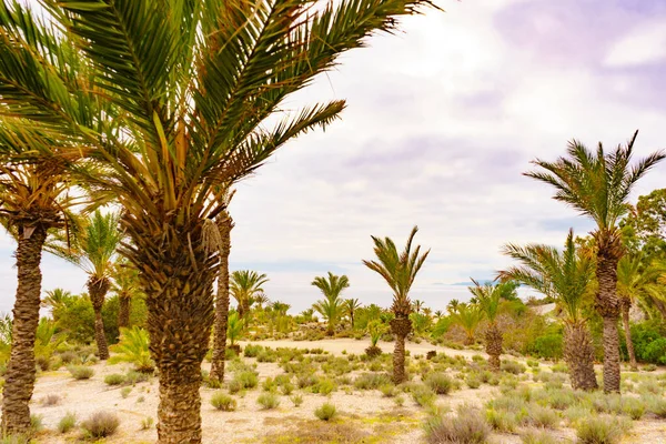 Palmeras Contra Costa Del Mar Naturaleza Paisaje Mediterráneo Costero Almería — Foto de Stock