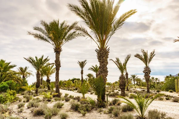 Palmer Mot Havskusten Natur Kustnära Medelhavslandskap Almería Spanien — Stockfoto