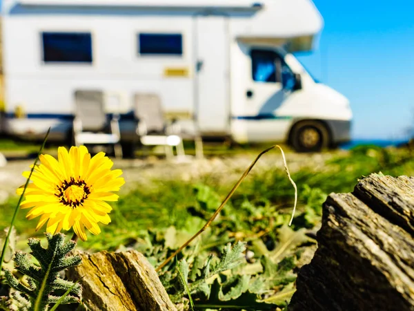Amarelo Primavera Dandelion Flor Campista Veículo Camping Costa Mar Distância — Fotografia de Stock