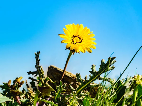 Amarelo Flor Dente Leão Contra Céu Azul Costa Mediterrâneo Dia — Fotografia de Stock
