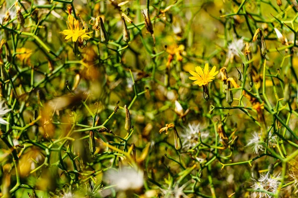 Gula Blommor Som Natur Bakgrund Solig Dag Våren — Stockfoto