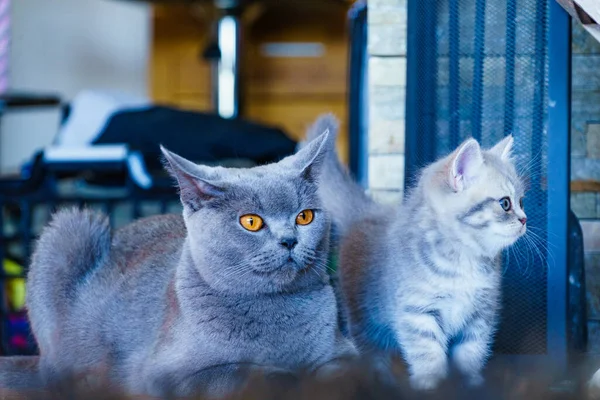 Graue Britische Kurzhaarkatze Mit Kätzchen Hause — Stockfoto