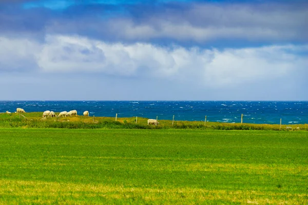羊在绿色的草地上吃草 挪威南部海岸景观 — 图库照片