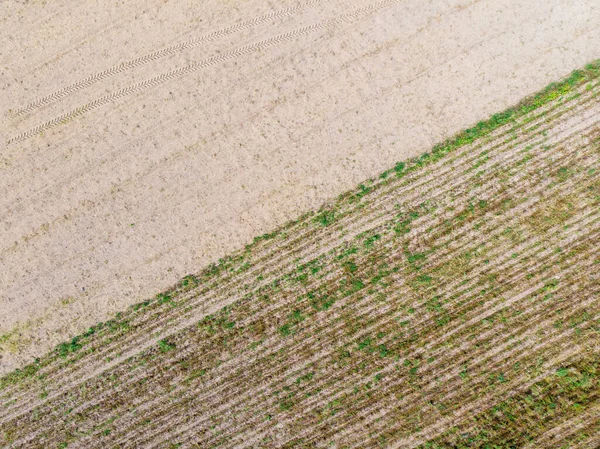 Vue Aérienne Haut Vers Bas Cultures Agricoles Rangées Terre Avant — Photo