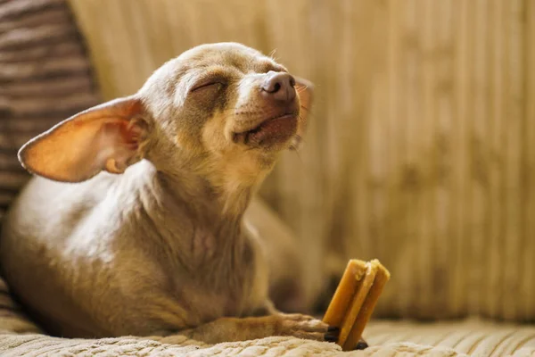 Malý Pinscher Ratter Prazsky Krysarik Čistokrevný Malý Pes Sedí Relaxační — Stock fotografie