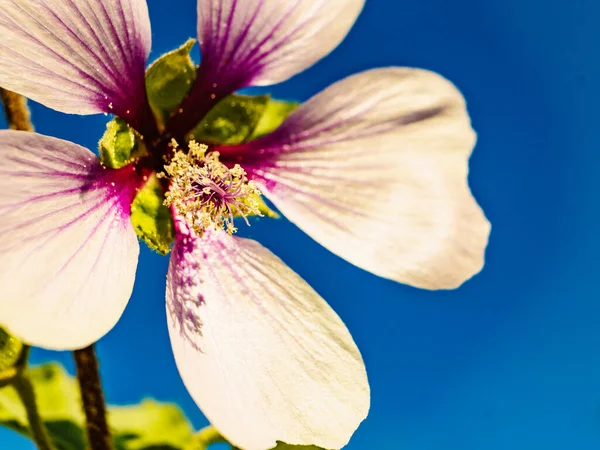 Roze Bloem Tegen Blauwe Lucht Middellandse Zeekust Zonnige Dag Het — Stockfoto