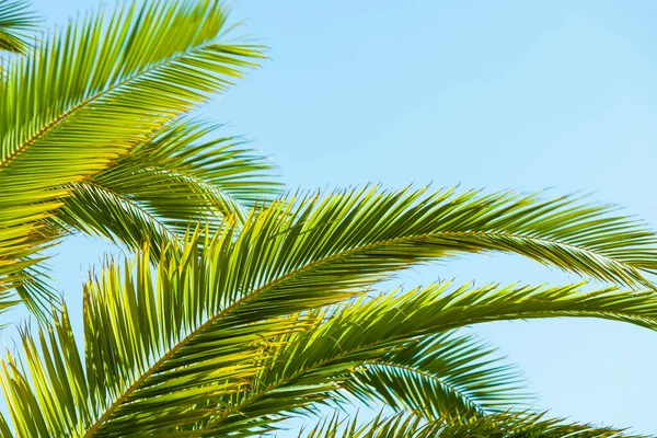 Lähikuva Trooppisia Vihreitä Palmunlehtiä Auringonvalossa Vastaan Sininen Taivas — kuvapankkivalokuva
