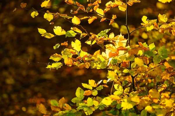 Bush Forest Park Warm Sunny Autumn Weather Gold Orange Yellow — Stock Photo, Image