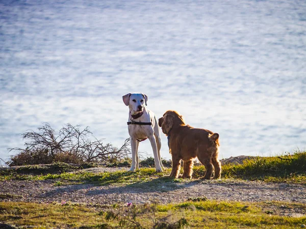 Dois Cães Brincar Livre Animais Animais Estimação — Fotografia de Stock