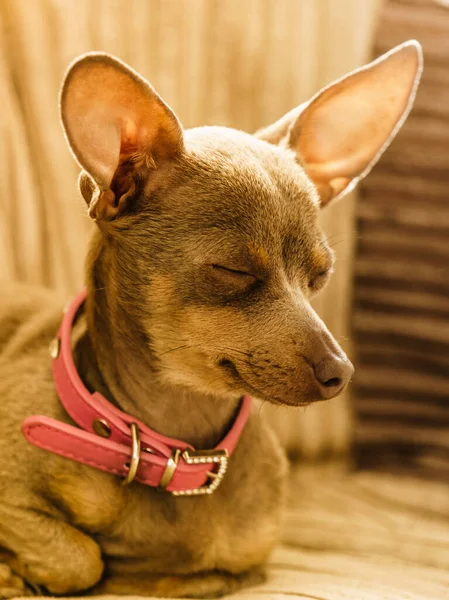 Μικρό Pinscher Ratter Prazsky Krysarik Καθαρόαιμο Μικρό Σκυλί Κάθεται Χαλαρωτικό — Φωτογραφία Αρχείου