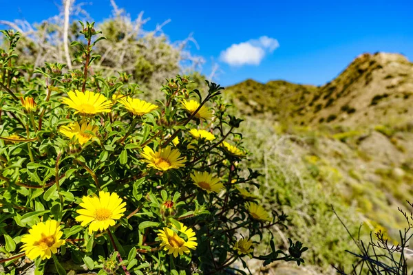 Fiori Gialli Sulla Costa Mediterranea Giornata Sole Primavera — Foto Stock