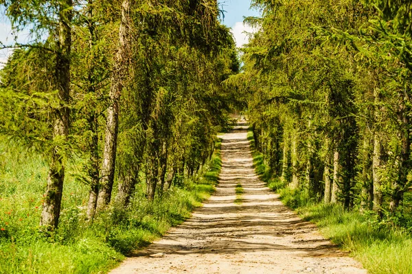 Paysage Naturel Chemin Campagne Avec Épinettes Vertes Journée Ensoleillée Été — Photo