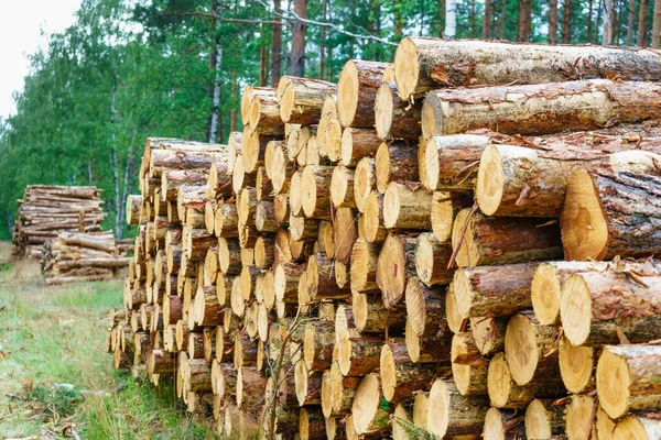 Timber Logging Forest Freshly Cut Tree Wooden Logs Piled Wood — Stock Photo, Image