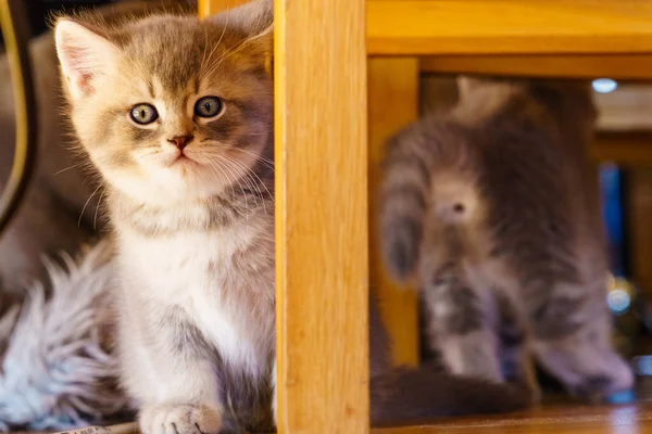 Δύο Γκρίζες Βρετανικές Γάτες Χαριτωμένα Γατάκια Που Παίζουν Στο Σπίτι — Φωτογραφία Αρχείου