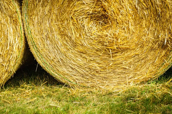 Agriculture Harvesting Close Cereal Bale Hay Outdoors — Stock Photo, Image