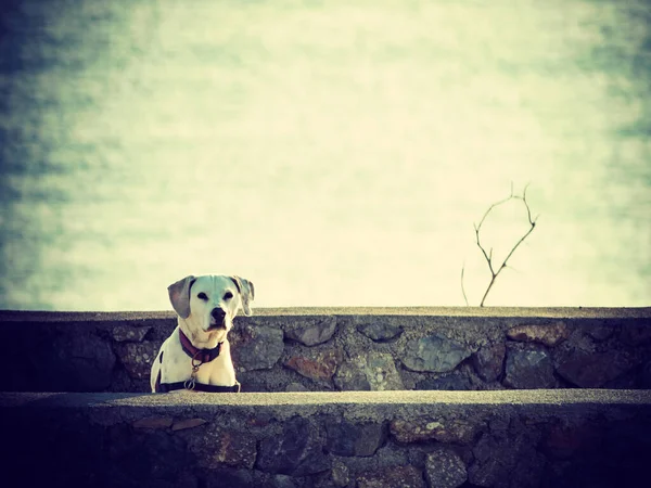 Cão Brincando Livre Animais Animais Estimação — Fotografia de Stock