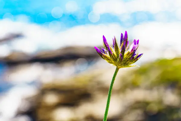 Fiori Rosa Sulla Costa Mediterranea Giornata Sole Primavera Bokeh Sfondo — Foto Stock