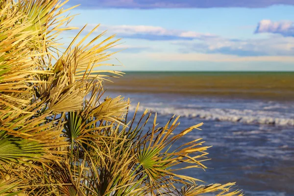 Mar Costa Com Planta Praia Paisagem Beira Mar — Fotografia de Stock