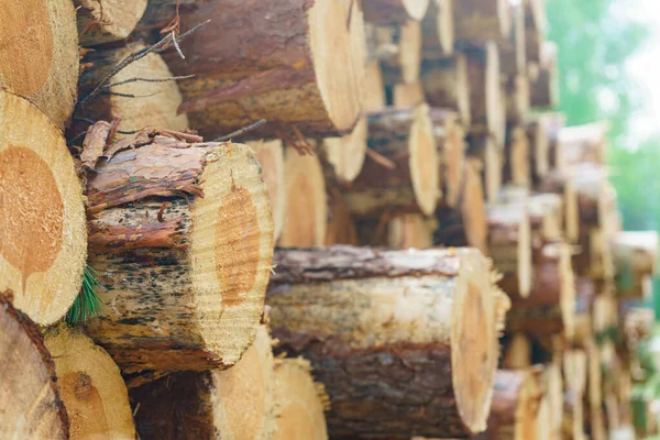 Fakitermelés Erdőben Frissen Vágott Rönkök Halmozódtak Fel Ipari Faanyag Tárolás — Stock Fotó