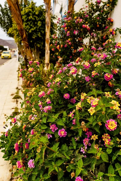 城市街道上的花 Ubran镇的自然 — 图库照片