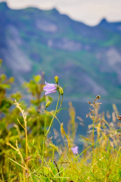 Prairie Aux Fleurs Violettes Printemps Été Dans Région Montagneuse Nord — Photo