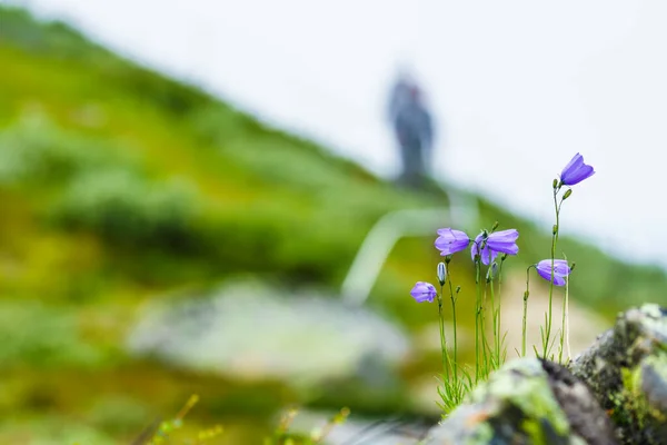 Fialové Květiny Jaro Nebo Léto Oblasti Norských Hor — Stock fotografie