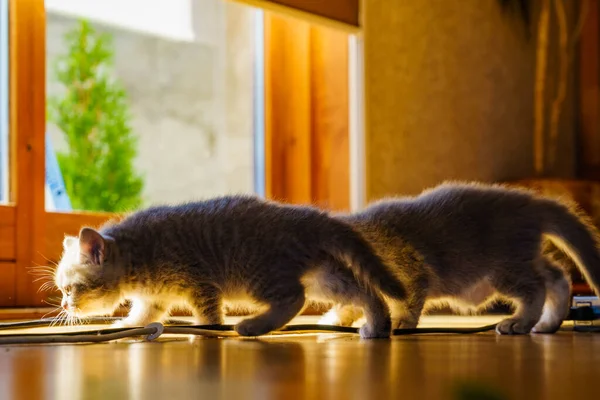 Two Gray British Cats Cute Kittens Playing Home — Stock Photo, Image