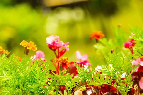 Flowers Blooming Garden — Stock Photo, Image