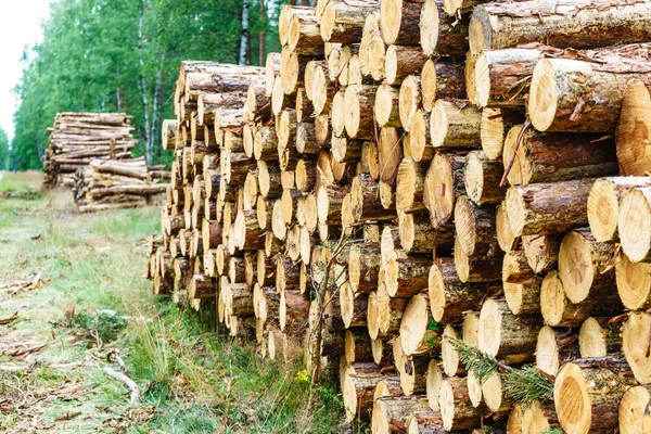 Timber Logging Forest Freshly Cut Tree Wooden Logs Piled Wood — Stock Photo, Image