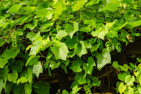 Uvas Videira Verde Árvore Que Cresce Jardim — Fotografia de Stock