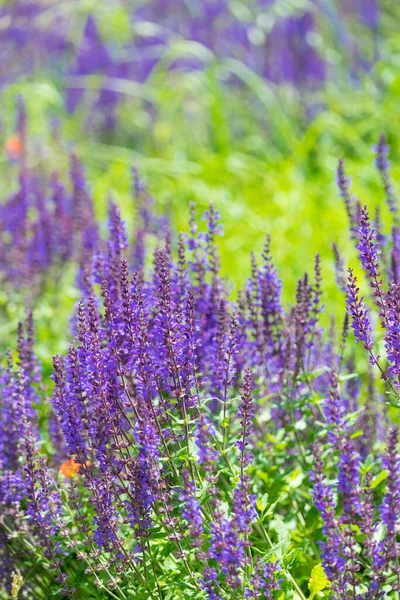 Arbuste Lavande Dans Jardin Vert Printemps Violet Fleurs Naturelles Violettes — Photo