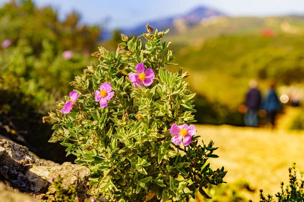 Fiori Persone Sfocate Che Camminano Riserva Naturale Nella Sierra Del — Foto Stock