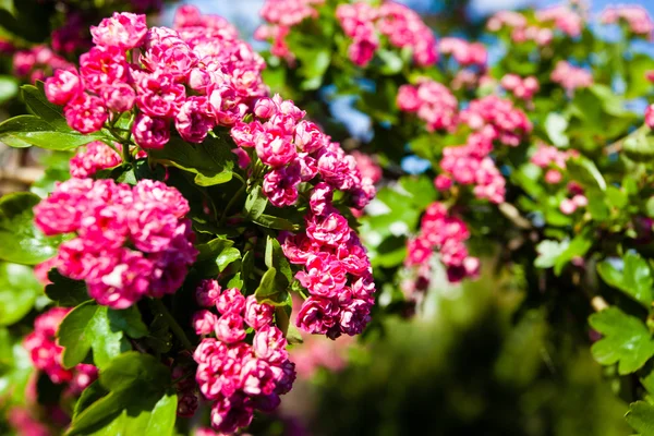 Bloeiende roze bloemen van meidoorn boom — Stockfoto