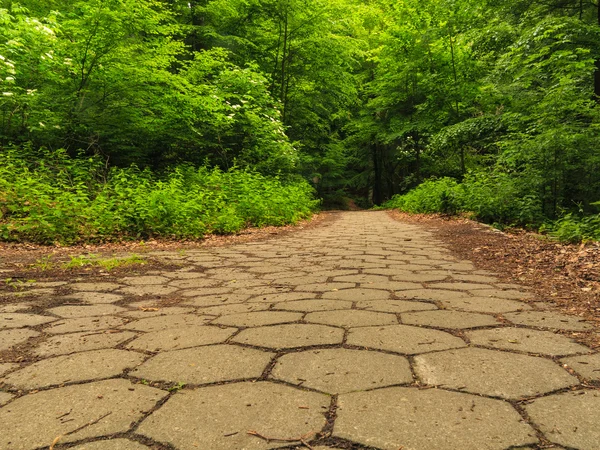 人行道上走在公园或森林的路面 — 图库照片