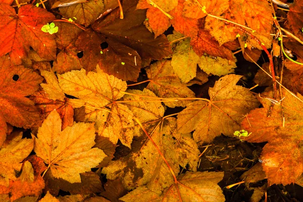 Orange autumn leaves as natural fall background — Stock Photo, Image