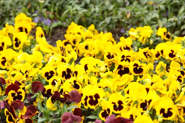 Pantaletas amarillas en el jardín como fondo — Foto de Stock