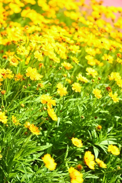 Gele bloemen in de tuin schitterden bij de zon — Stockfoto