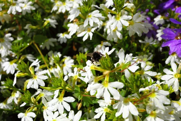 Vita blommor i trädgården lyste på sun白い庭の花に太陽で光っていた — Stockfoto