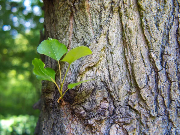 Closeup of bark and new branch with leaves of tree in forest. Nature. — Stock Photo, Image