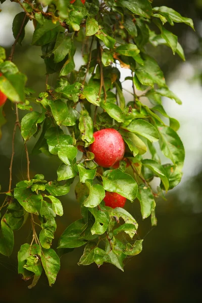 Mela rossa che cresce sull'albero. Prodotti naturali. — Foto Stock