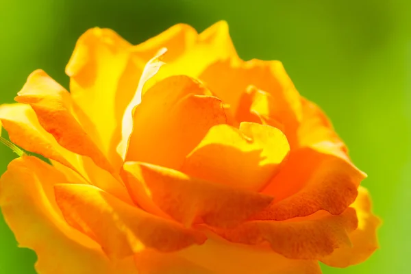 La natura. Rosa arancio fiore per sfondo — Foto Stock