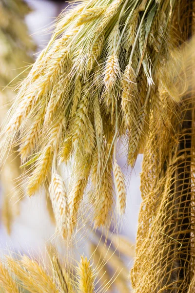 Bunch or sheaf of wheat ears hanging outdoor — Stock Photo, Image