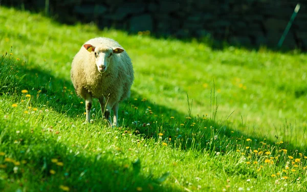 Ovejas en el hermoso prado de montaña en Noruega — Foto de Stock