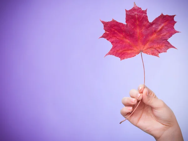 Skincare. Hand with maple leaf as symbol red dry capillary skin. — Stock Photo, Image