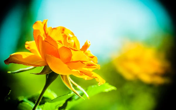 De natuur. Oranje roos bloem voor achtergrond — Stockfoto