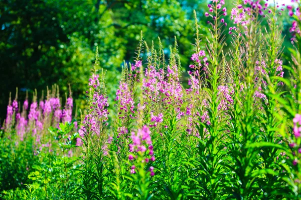 Zbliżenie łąka fioletowe kwiaty. Wildflower w lesie — Zdjęcie stockowe