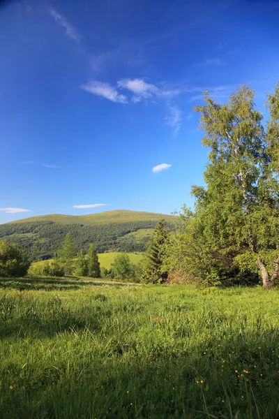 Natureza. Paisagem de montanha florestal no verão — Fotografia de Stock