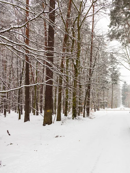 Camino del callejón de nieve en el bosque de invierno . — Foto de Stock