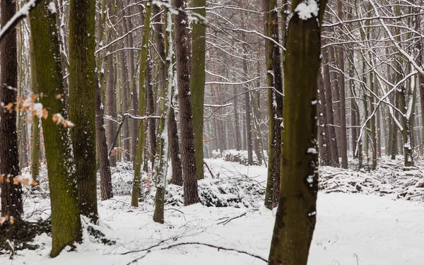Лесные деревья, покрытые снегом, зимний кустарник . — стоковое фото
